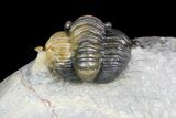 Diademaproetus Trilobite - Multi-Colored Shell #92923-2